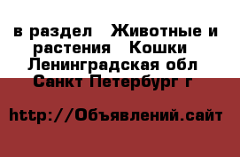  в раздел : Животные и растения » Кошки . Ленинградская обл.,Санкт-Петербург г.